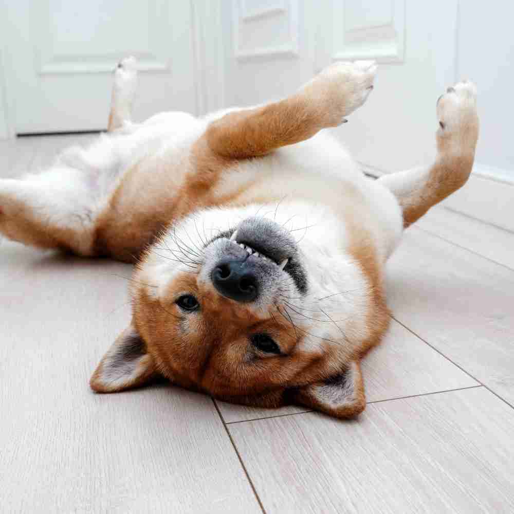 langford dog 1000x1000 1