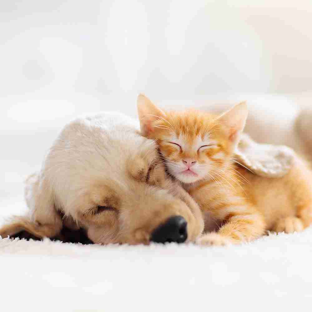 langford pets 1000x1000 1